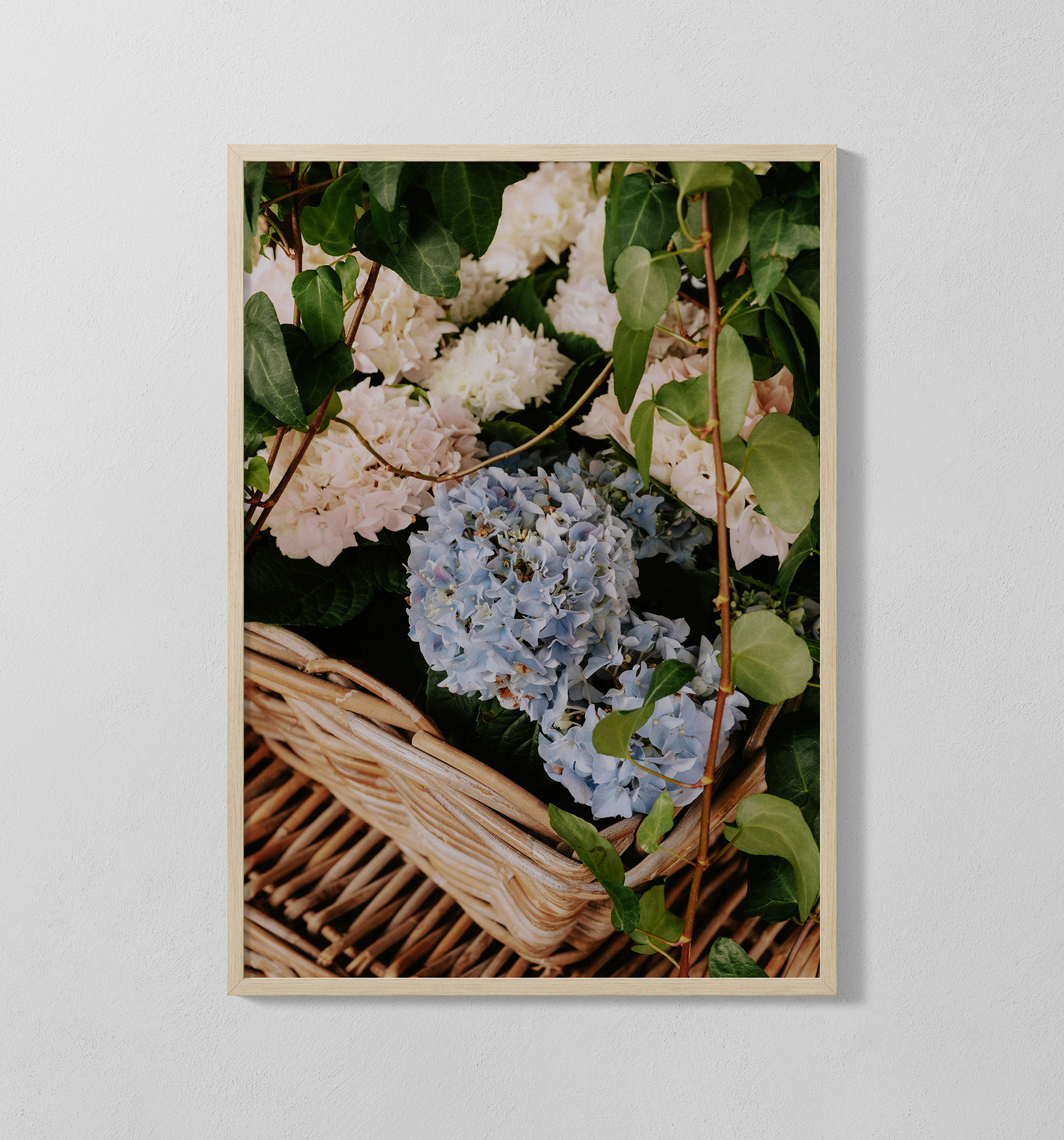 Hortensien | Poster